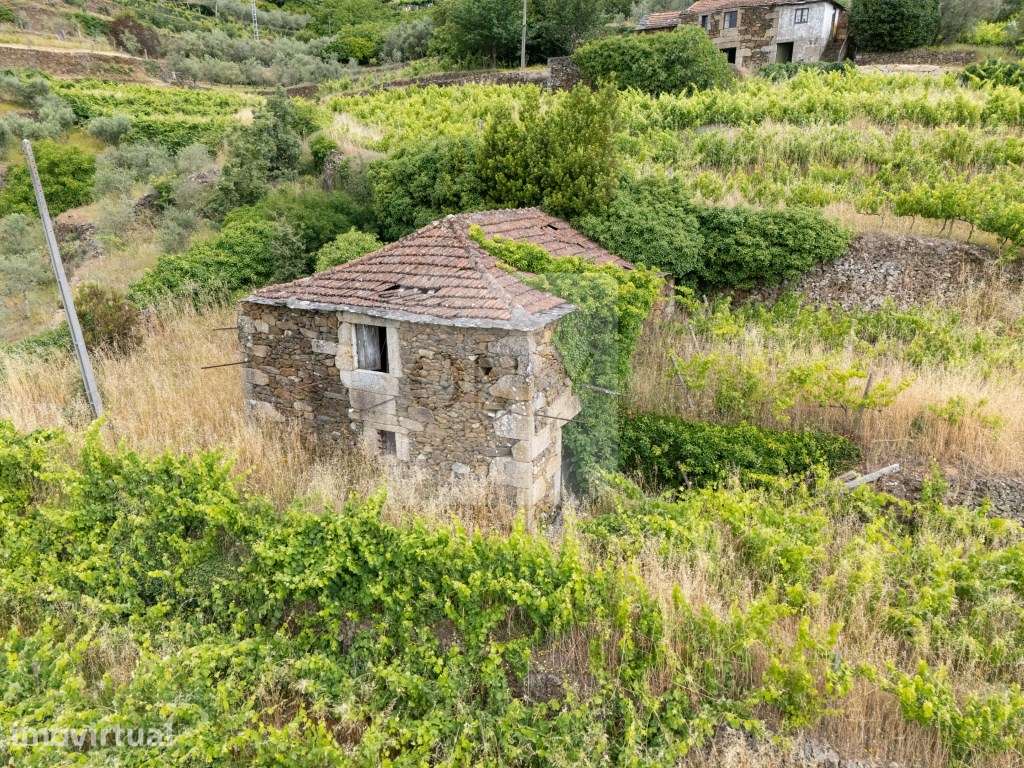Propriedade com Vinha, Oliveiras, Três Edificações e Água Própria - Grande imagem: 3/15