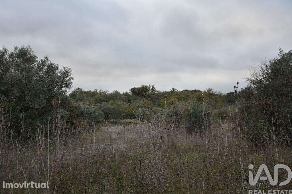 Terreno em Areias e Pias de 2560,00 m2 - Grande imagem: 4/14