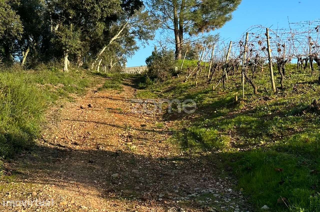 Terreno de Vinha 1652m2 em Anadia - Grande imagem: 2/15
