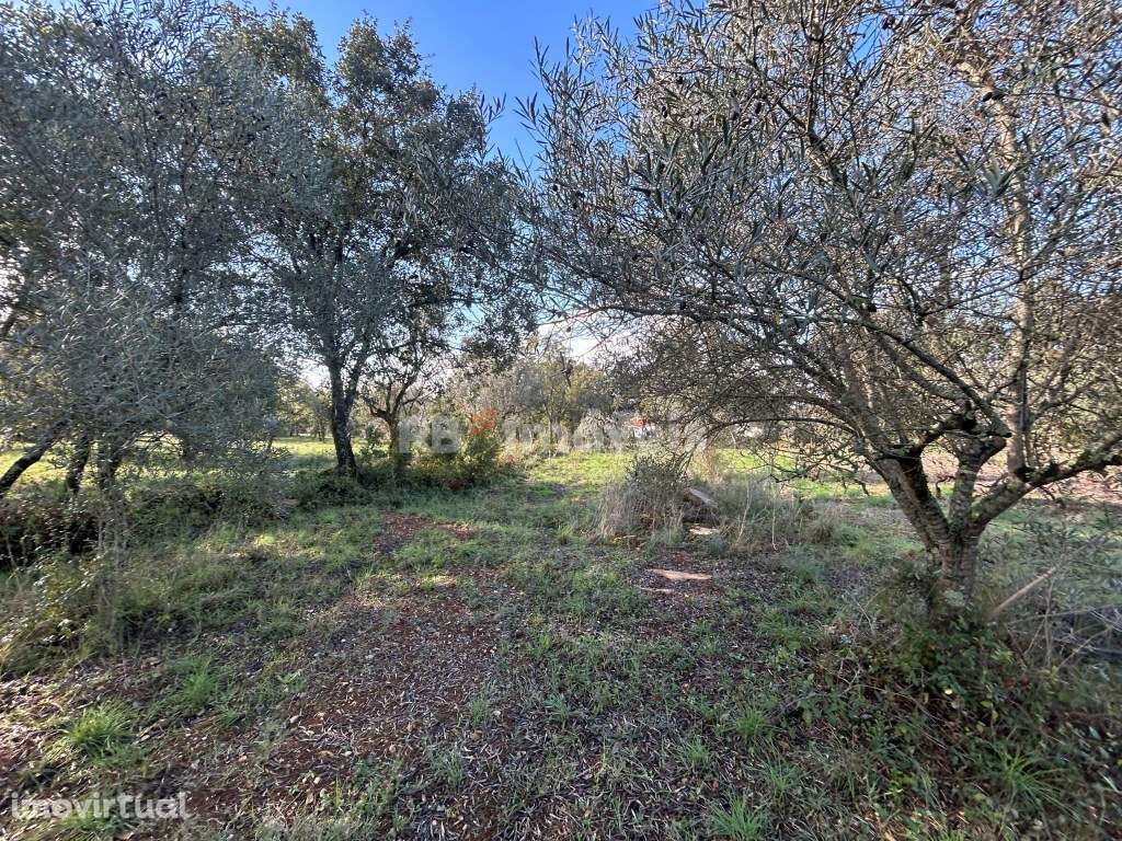 Terreno rústico - Carvalhal da Póvoa, Tomar - Grande imagem: 4/17