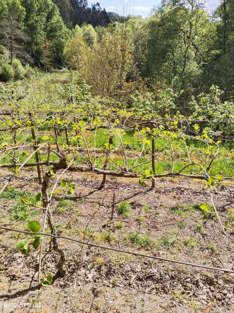Terreno Rústico destinado ao cultivo de Kiwi - Grande imagem: 3/5