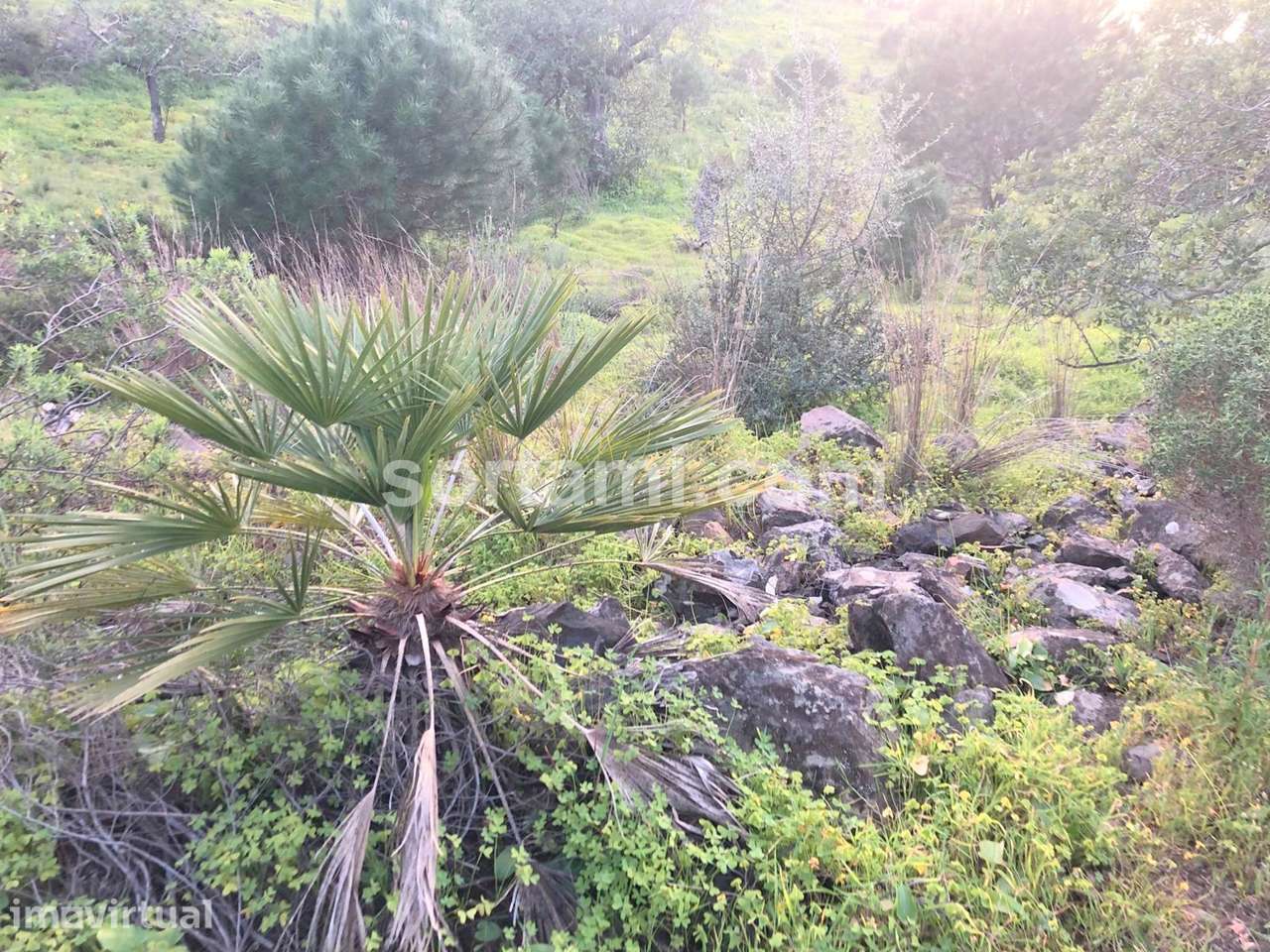 Terreno Rústico  Venda em Castro Marim,Castro Marim - Grande imagem: 2/4