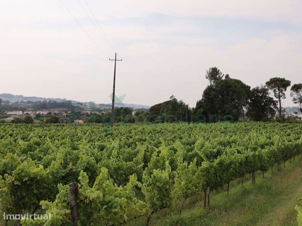 Terreno com Vinhas e viabilidade de construção - Grande imagem: 3/22