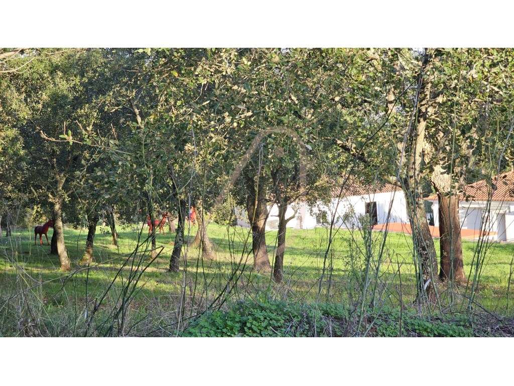 Terreno para Construção / Área Total 2900m2 / Albergaria - Grande imagem: 4/5