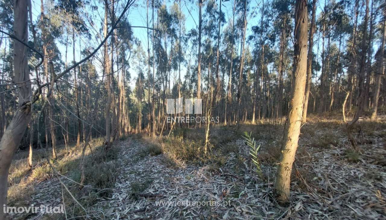 Venda de Terreno florestal com 30.500 m2, Rates, Póvoa de Varzim - Grande imagem: 4/11