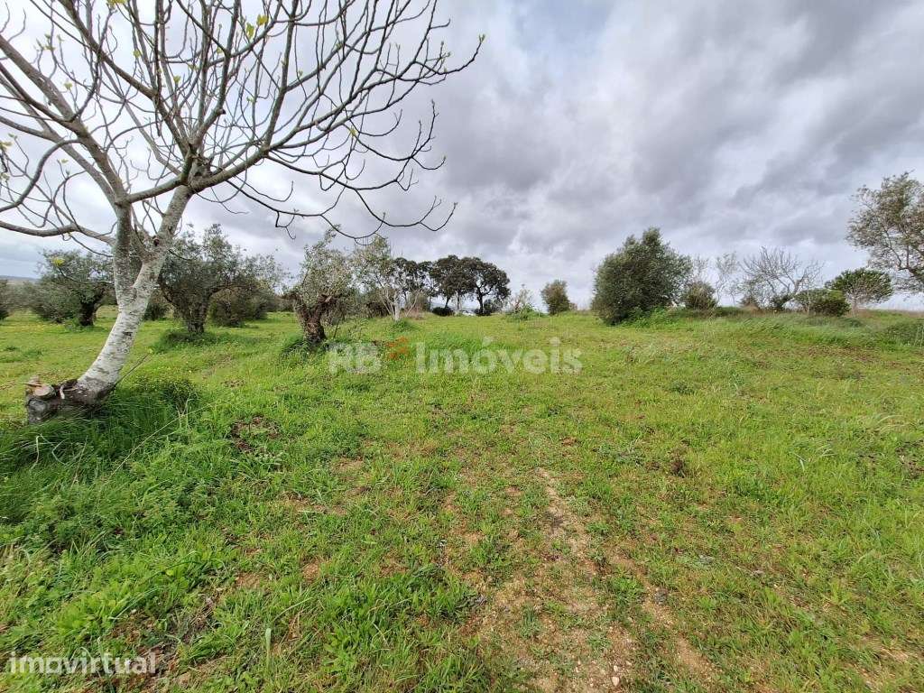 Terreno Rústico - Vila Nova de Paialvo, Tomar - Grande imagem: 4/9