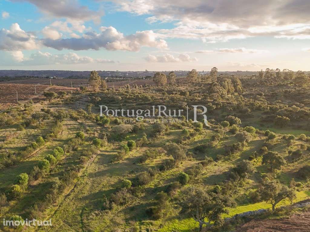 Herdade de 27 Hectares em Nisa - Grande imagem: 3/31