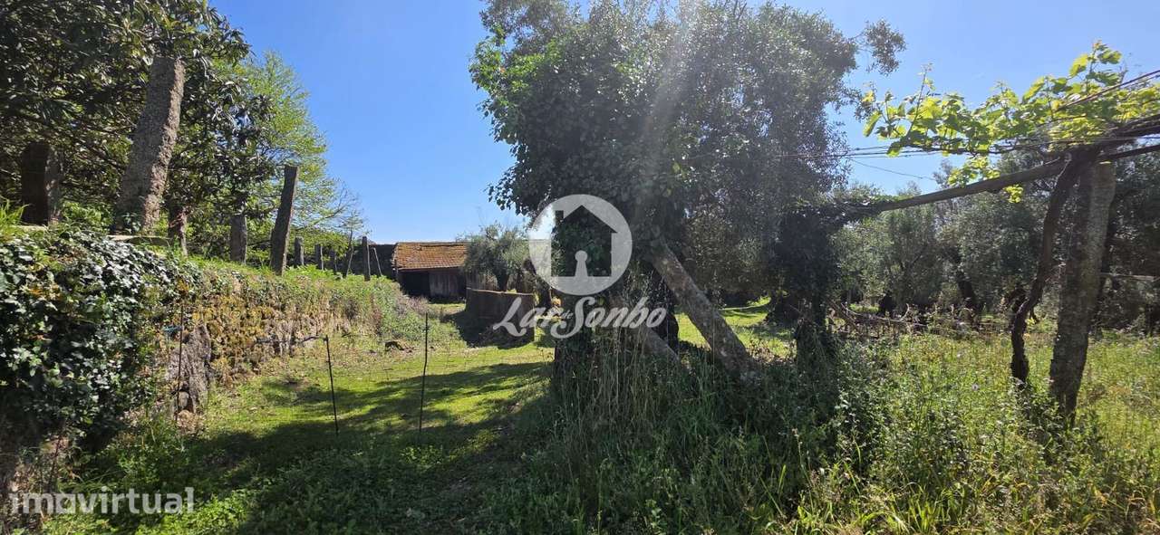 Quinta século XIX com vinhas e bosque em Castelo de Neiva, Viana do... - Grande imagem: 5/27