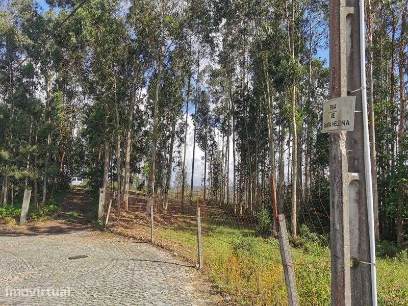 Terreno florestal - Grande imagem: 3/4