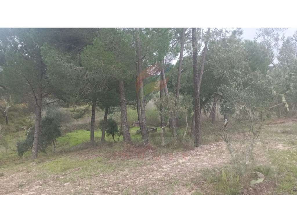 Terreno Rústico - Grande imagem: 2/4