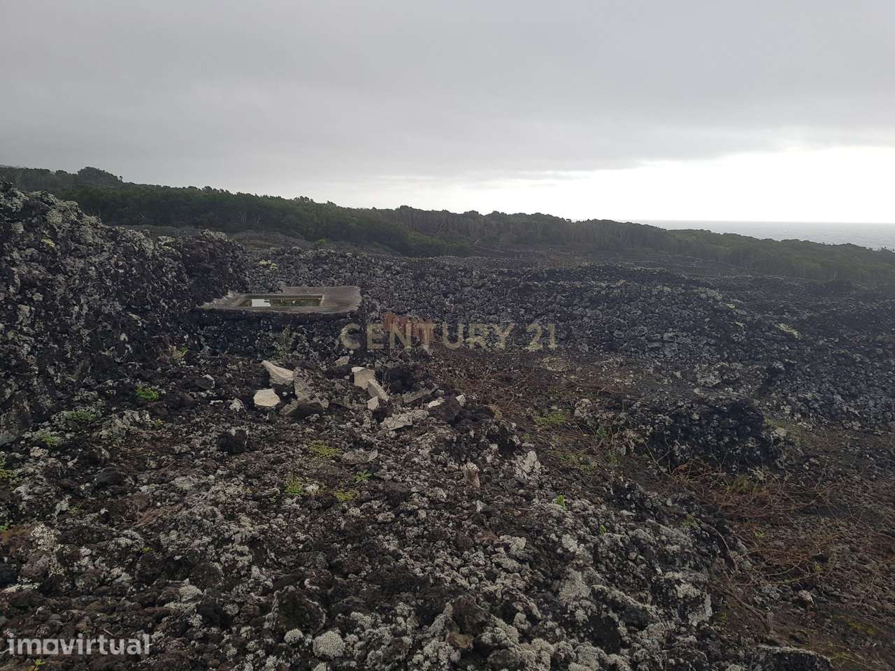 Terreno com Vinha e Potencial Construtivo na Candelária - Grande imagem: 3/6