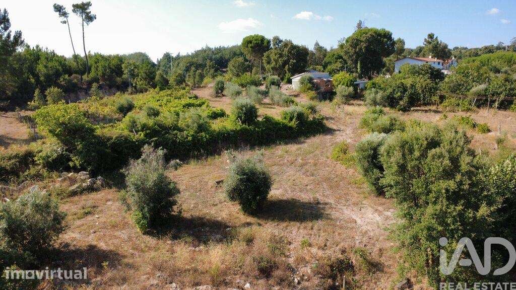 Terreno Agrícola em Midões - Grande imagem: 4/31