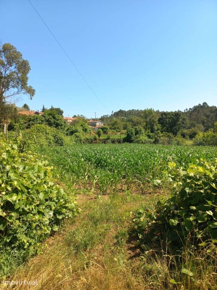 Terreno Rústico para venda em Escariz, Arouca - Grande imagem: 3/5