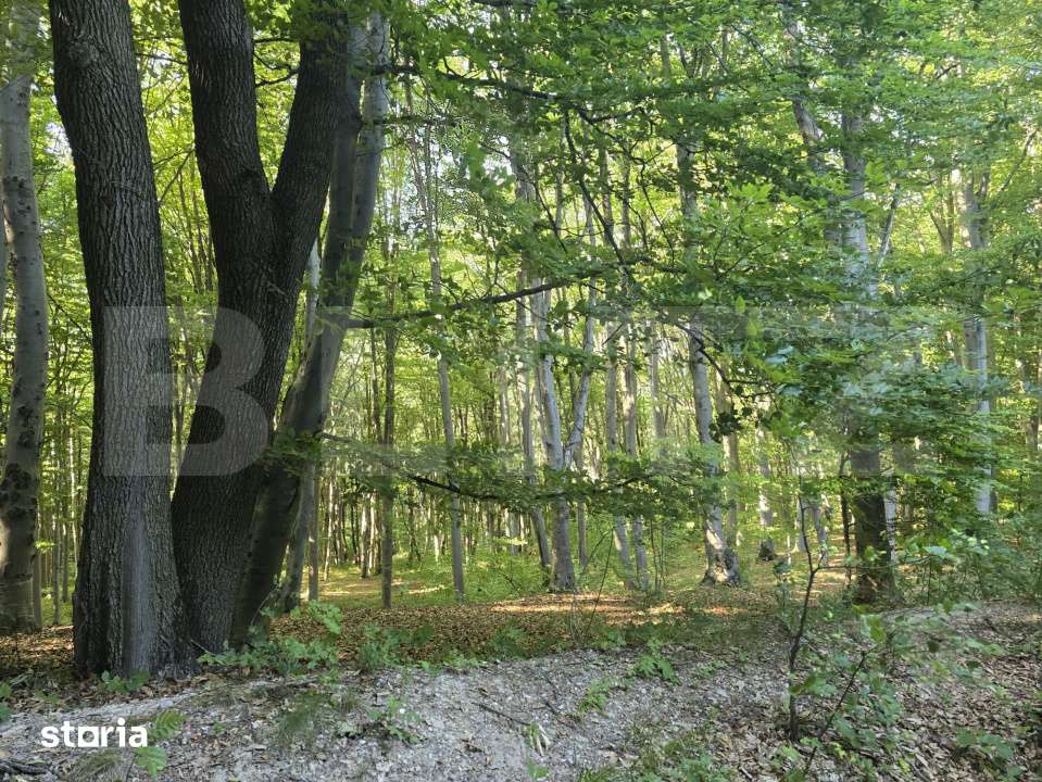 Teren la liziera padurii Faget - Imagine principală: 4/7