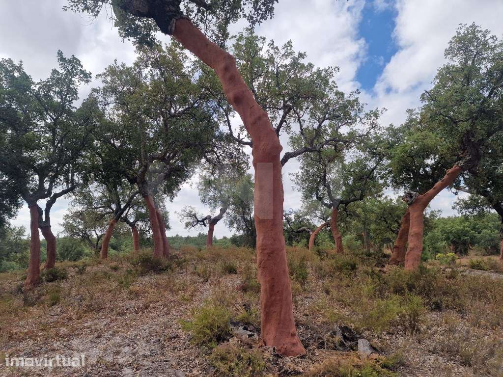 Terreno 14 HECTARES COM SOBREIROS E PINHEIROS - Grande imagem: 5/27