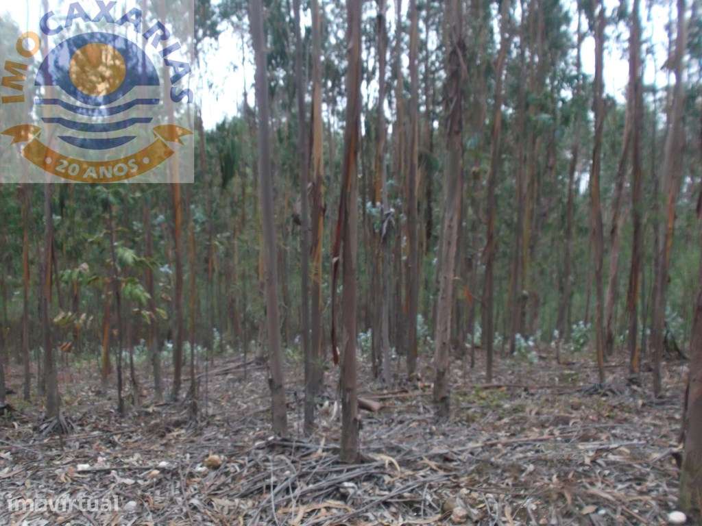 Terreno com pinhal e eucaliptos - Grande imagem: 2/2