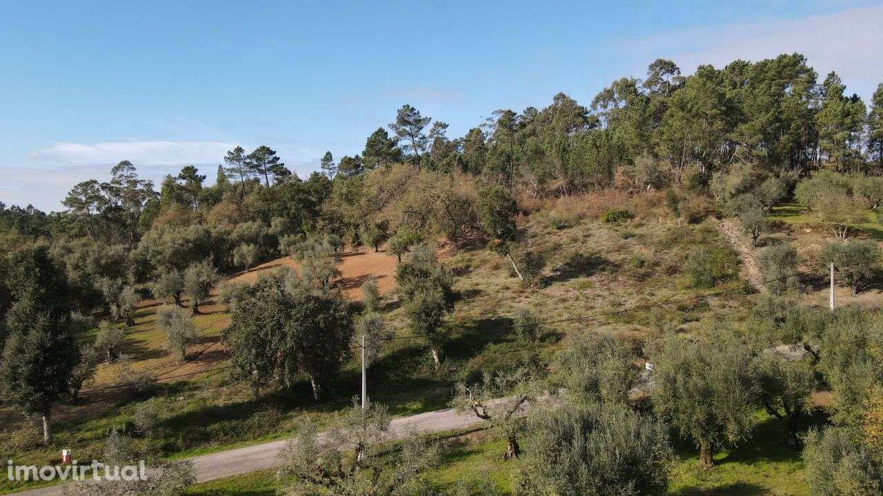 Terreno Agrícola/Florestal - Grande imagem: 5/6