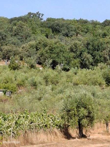 Terreno agrícola - Grande imagem: 4/6