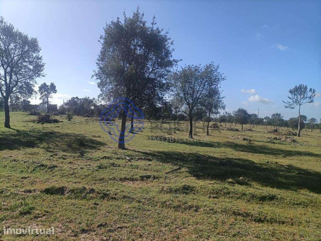 TERRENO RUSTICO COM 33 HECTARES EM PEGOES, CONSELHO DO MONTIJO - Grande imagem: 3/20