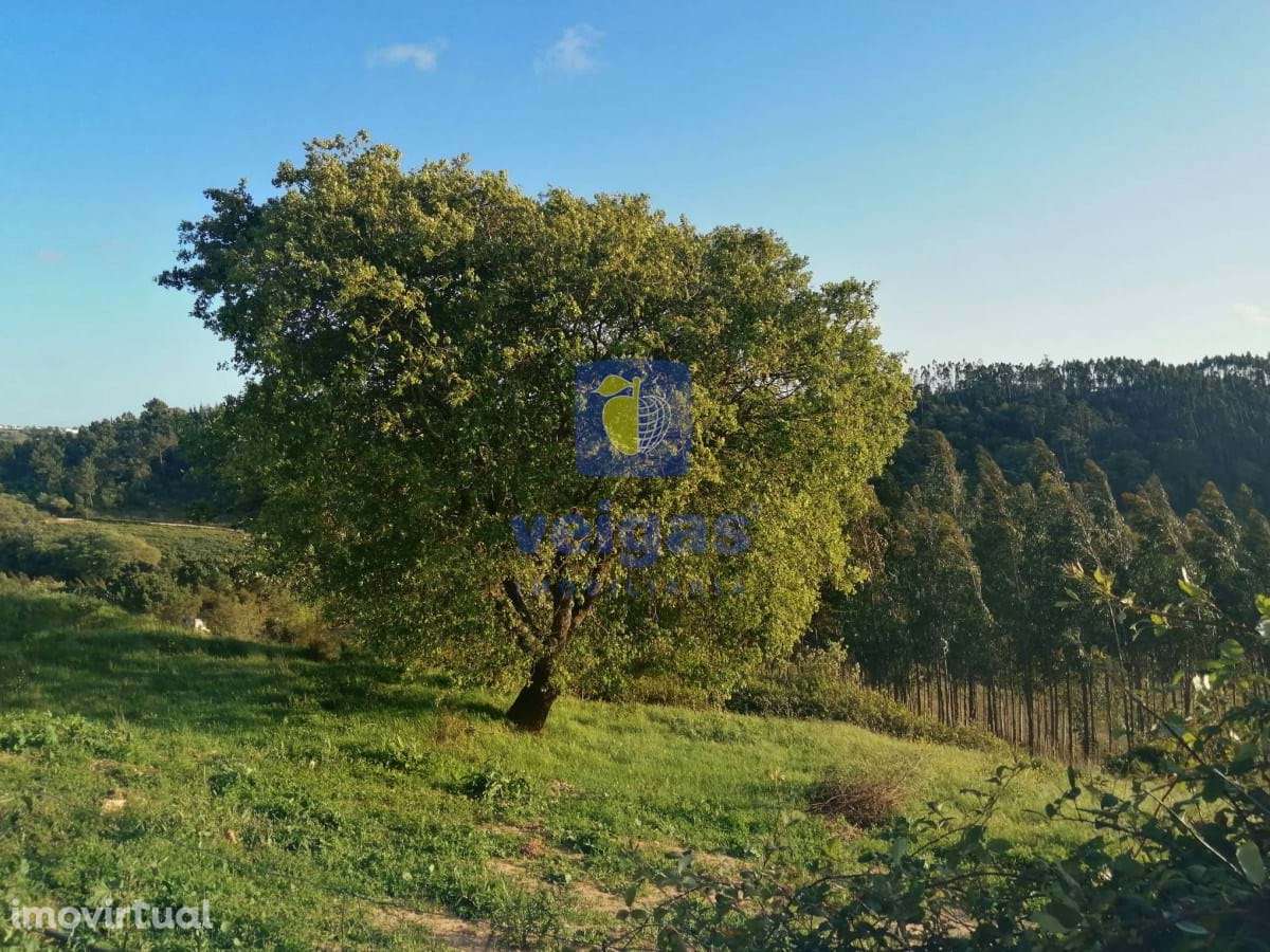 Terreno na Laranjeira de Alvorninha - Grande imagem: 4/6