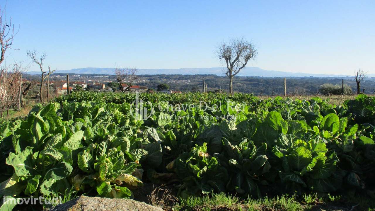 Quinta  Venda em São João de Lourosa,Viseu - Grande imagem: 4/19