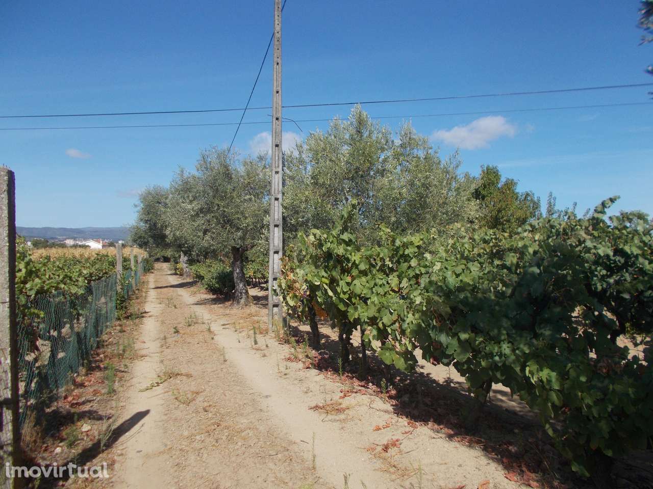 Terreno e Armazém em Chaves - Grande imagem: 2/14