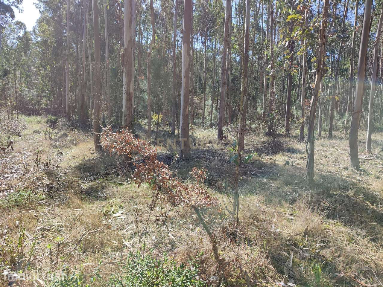 Terreno de eucaliptos Maceira, Leiria - Grande imagem: 4/5