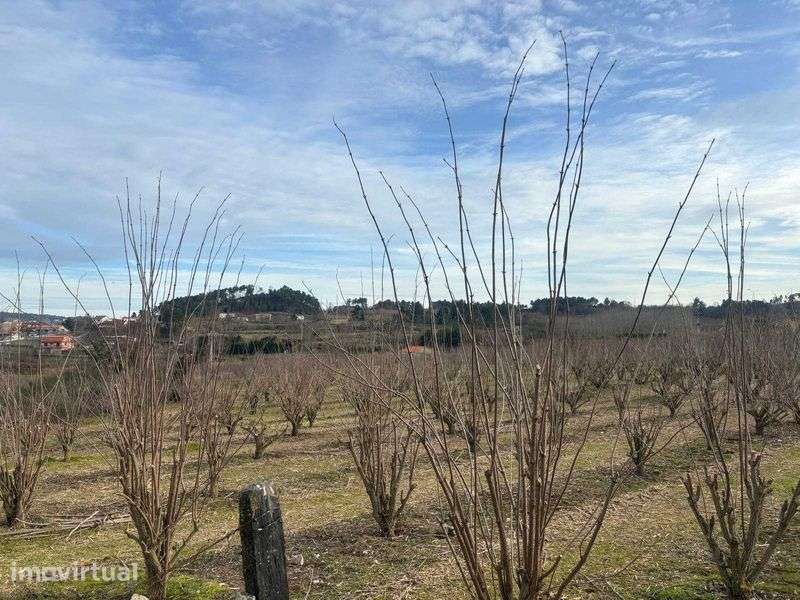 Terreno em Tarouca - Grande imagem: 3/6