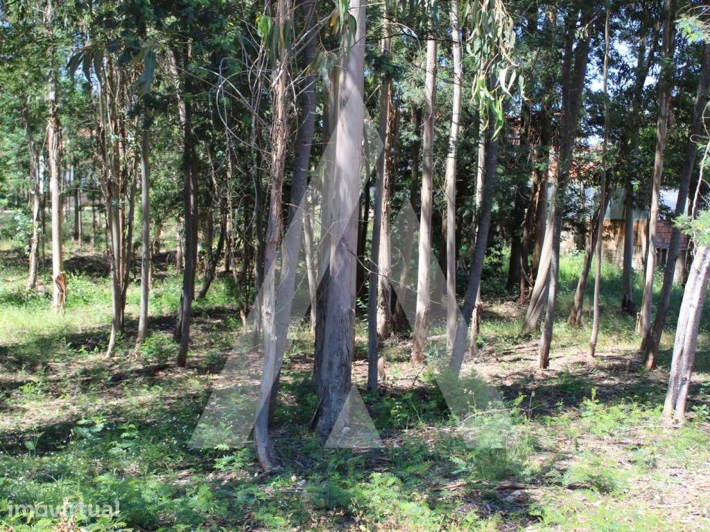 Terreno na Macida para Construção - Grande imagem: 2/6