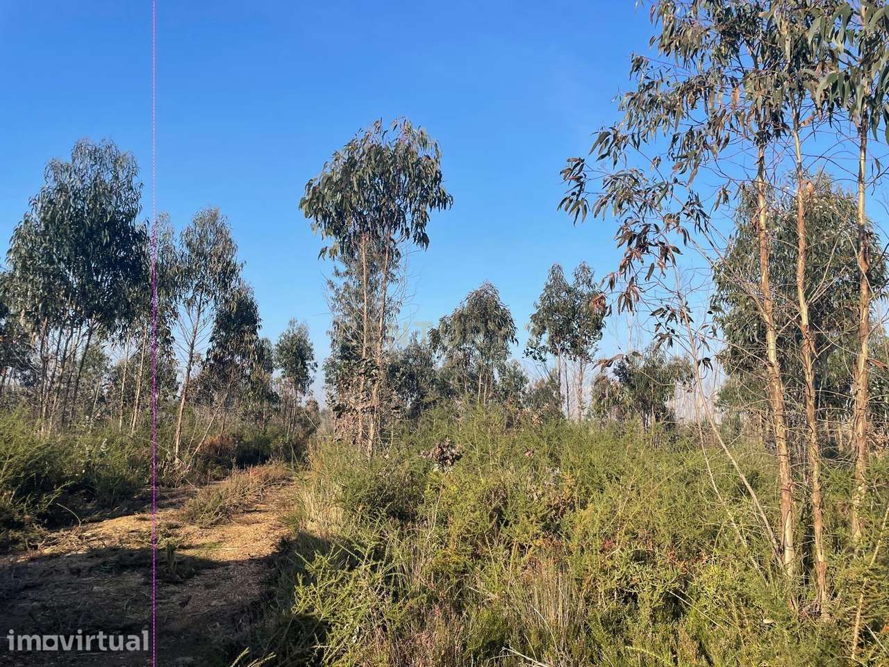 Terreno Rústico com 38 068 m² na Zona Industrial de Albergaria-a-Velha - Grande imagem: 5/6