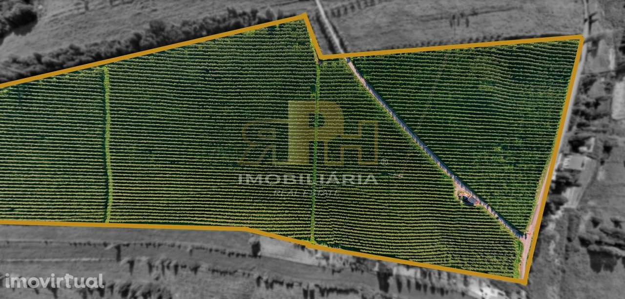 Terreno Rústico  Venda em Almoster,Santarém - Grande imagem: 3/7