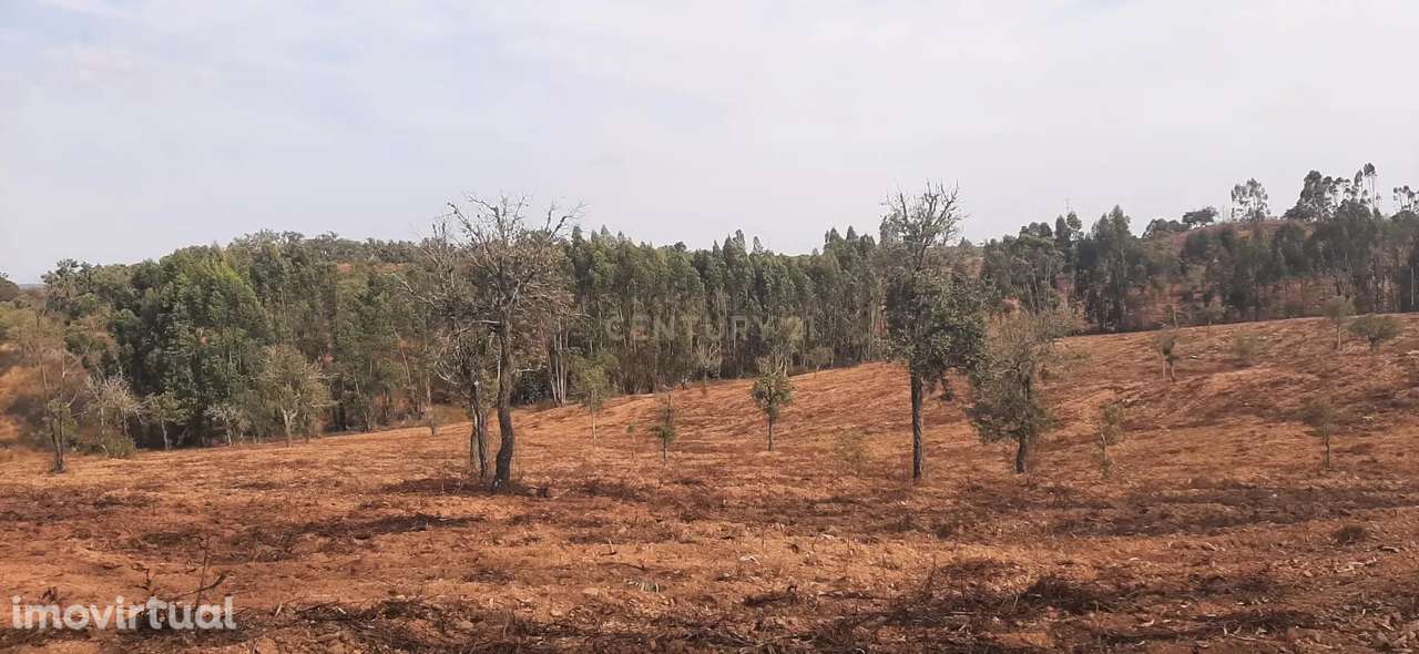 Terreno Rústico com Potencial Agrícola e de Lazer, Ourique, Beja - Grande imagem: 3/11