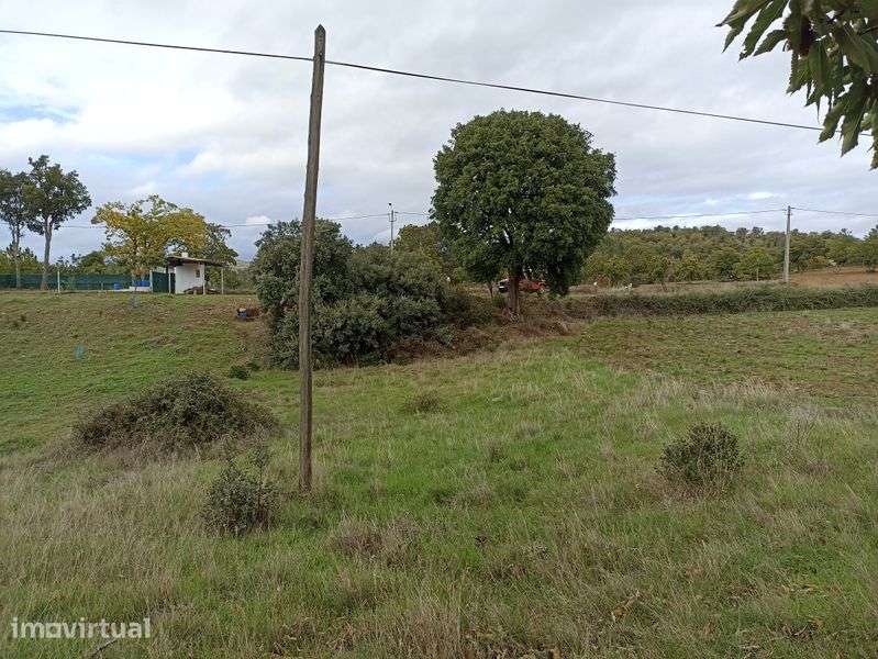Terrenos com castanheiros e oliveiras - Grande imagem: 5/7