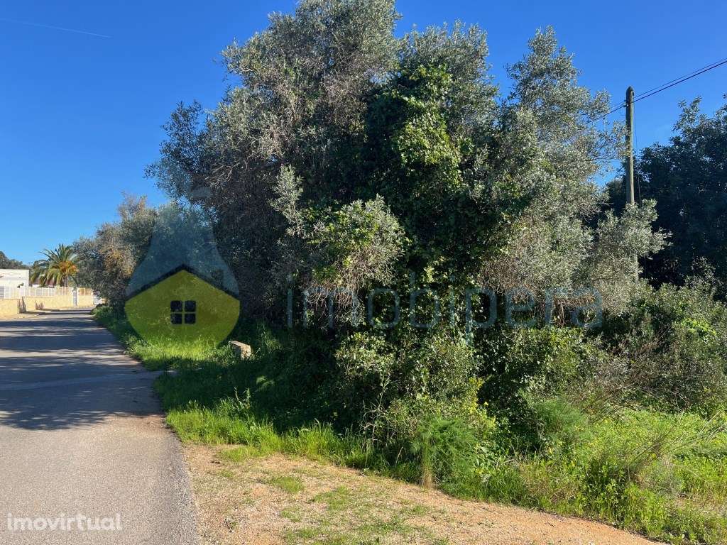 TERRENO RÚSTICO TAVAGUEIRA GUIA - Grande imagem: 2/18
