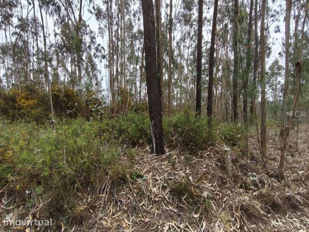 TERRENO CABECINHO DO CORVÃO - RIO-CÔVO - ÁGUEDA - Grande imagem: 2/4