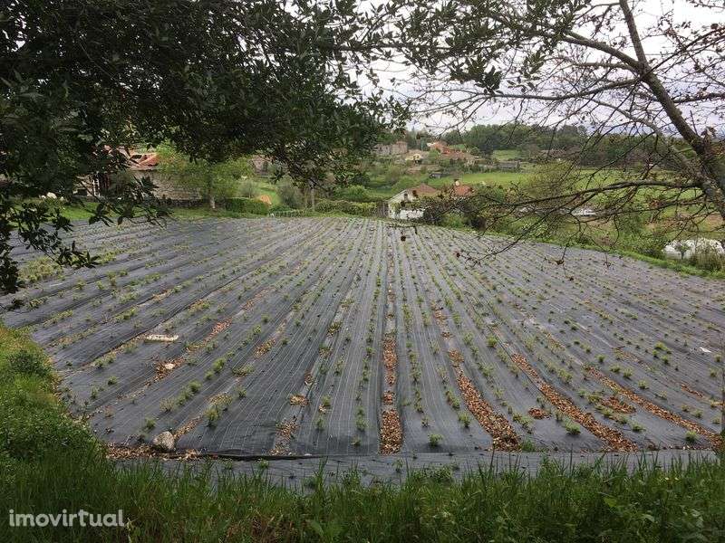 Quinta Paradisíaca ! - Grande imagem: 2/12