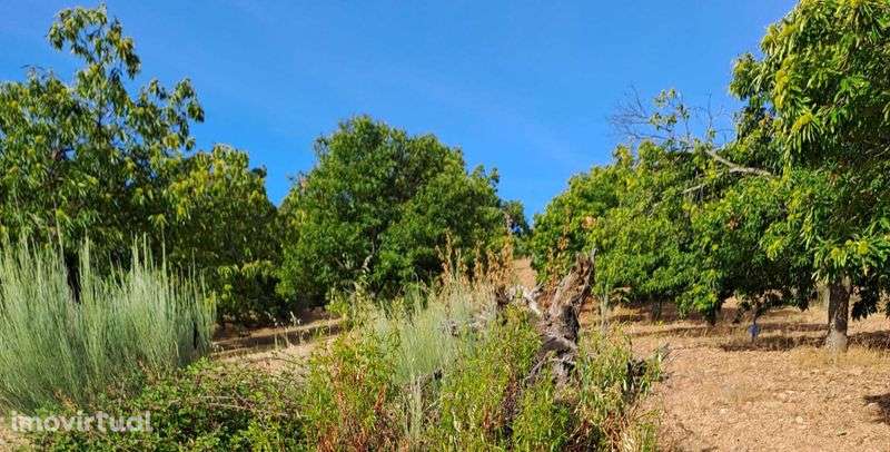 Vende-se Terreno com castanheiros (7 hectares) - Bragança - Grande imagem: 2/3