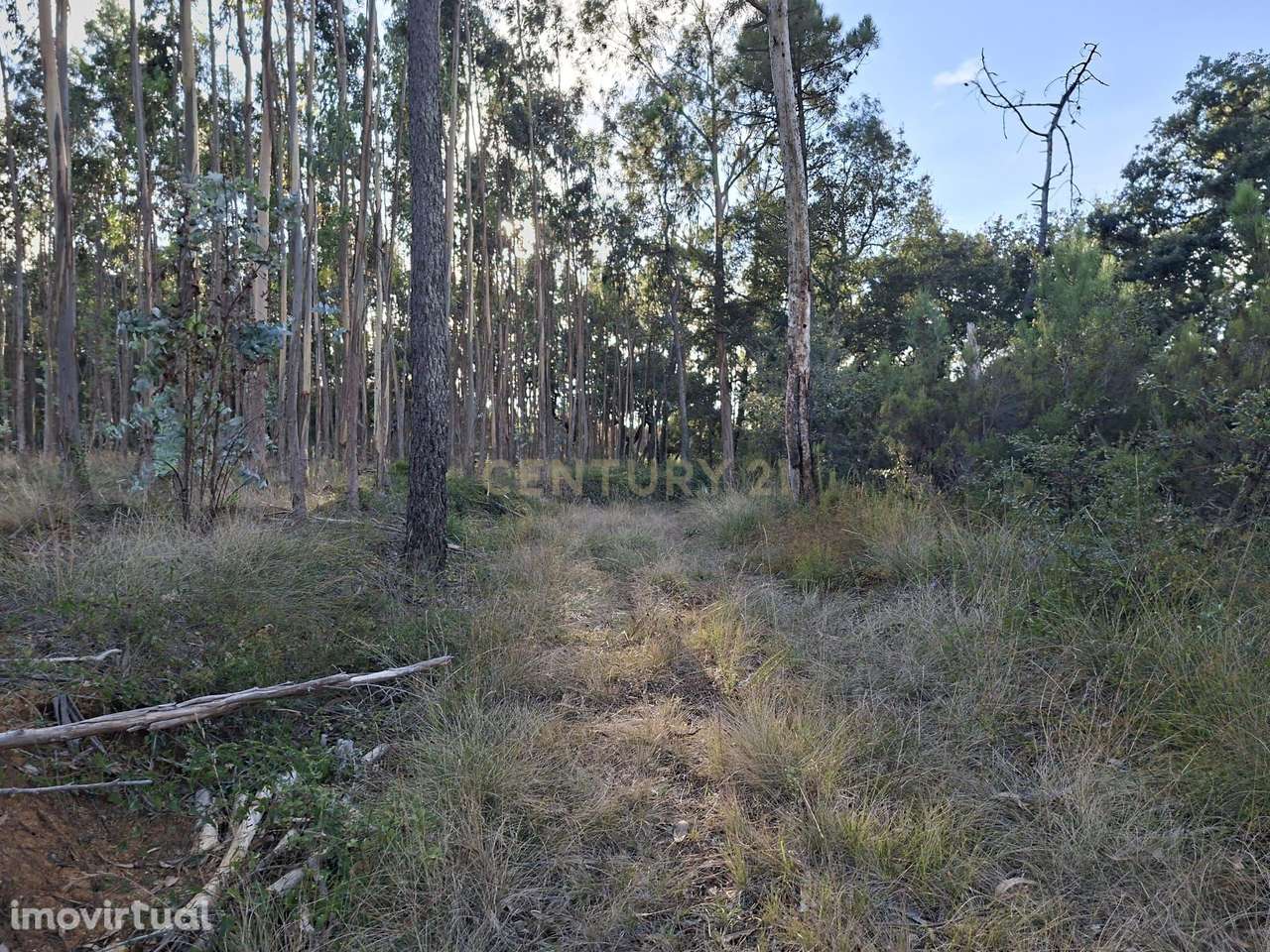 Terreno Agroflorestal em Gesteira, Soure - 9110m² - Grande imagem: 4/17