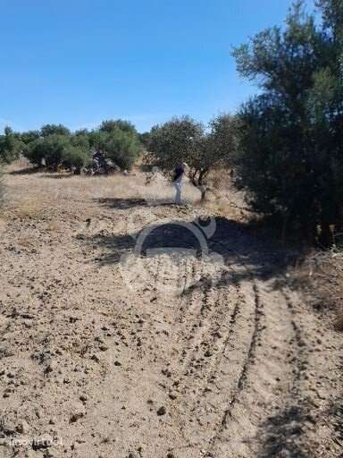 Terreno S. Pedro do Corval - Grande imagem: 4/4