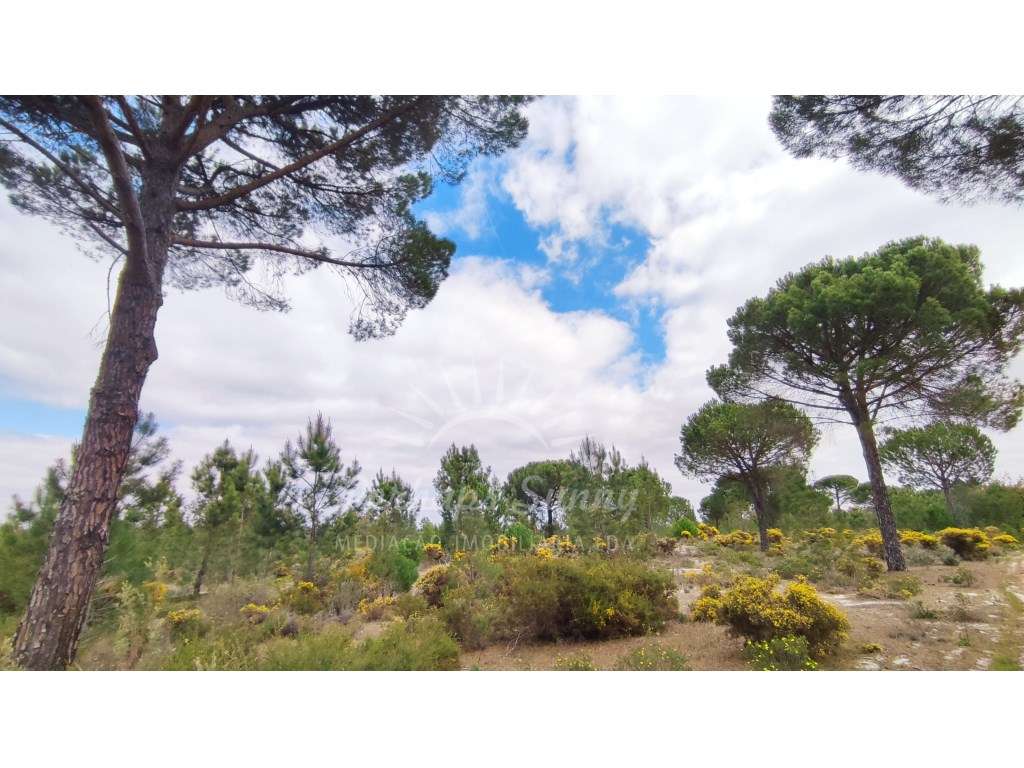 Terreno com casa para reabilitar - Grande imagem: 5/35