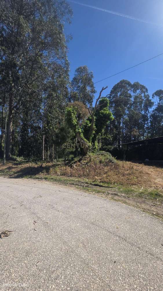 Terreno Rústico em Santa Joana - Aveiro - Grande imagem: 4/12