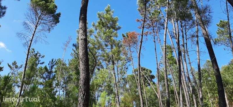 Pinhal sito à Portela, com bons acessos. - Grande imagem: 2/5