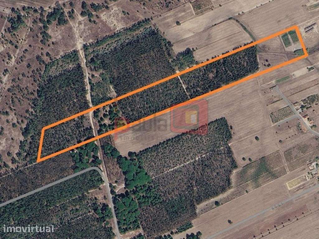 TERRENO RÚSTICO COM 6.6HA - TAIPADAS - Grande imagem: 4/4
