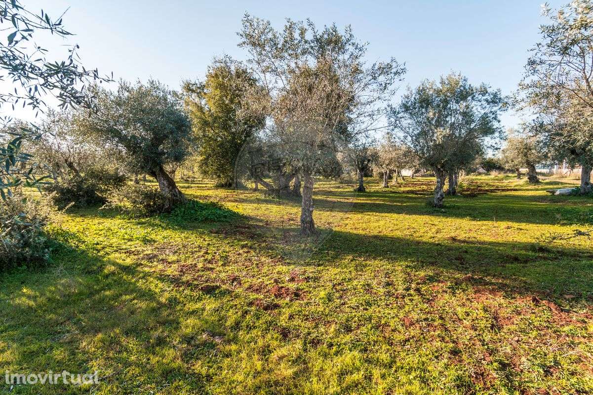 Terreno  para venda - Grande imagem: 4/8