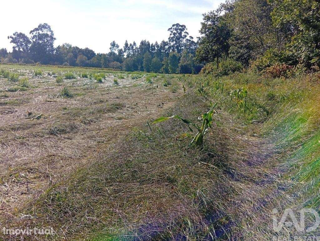 Terreno em Anais de 9845,00 m2 - Grande imagem: 3/30