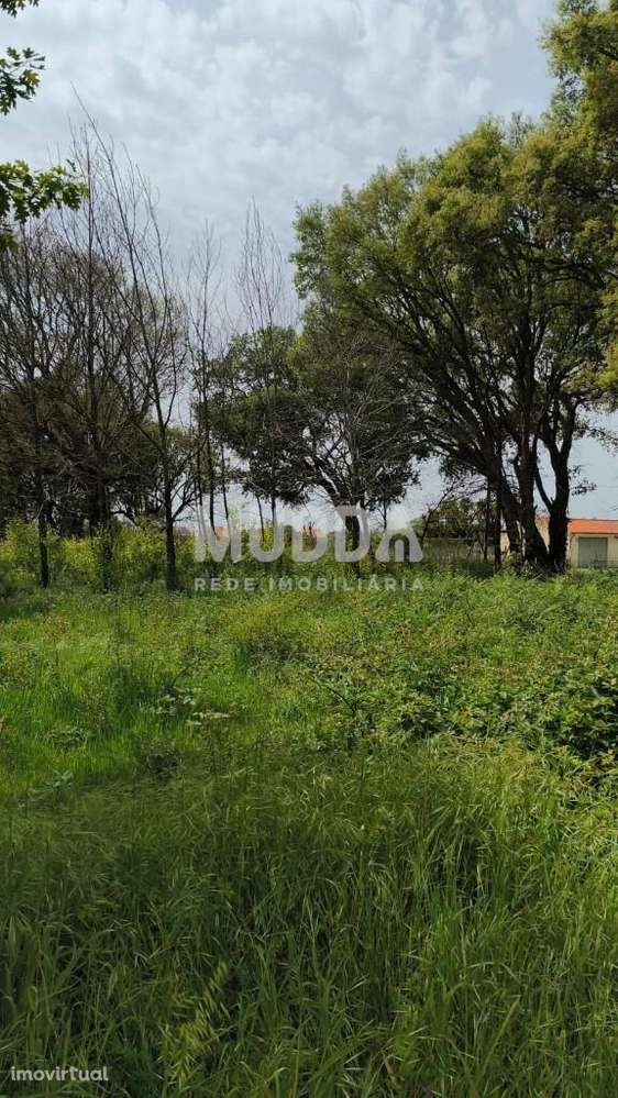 Terreno | Albergaria-a-Velha - Grande imagem: 2/4