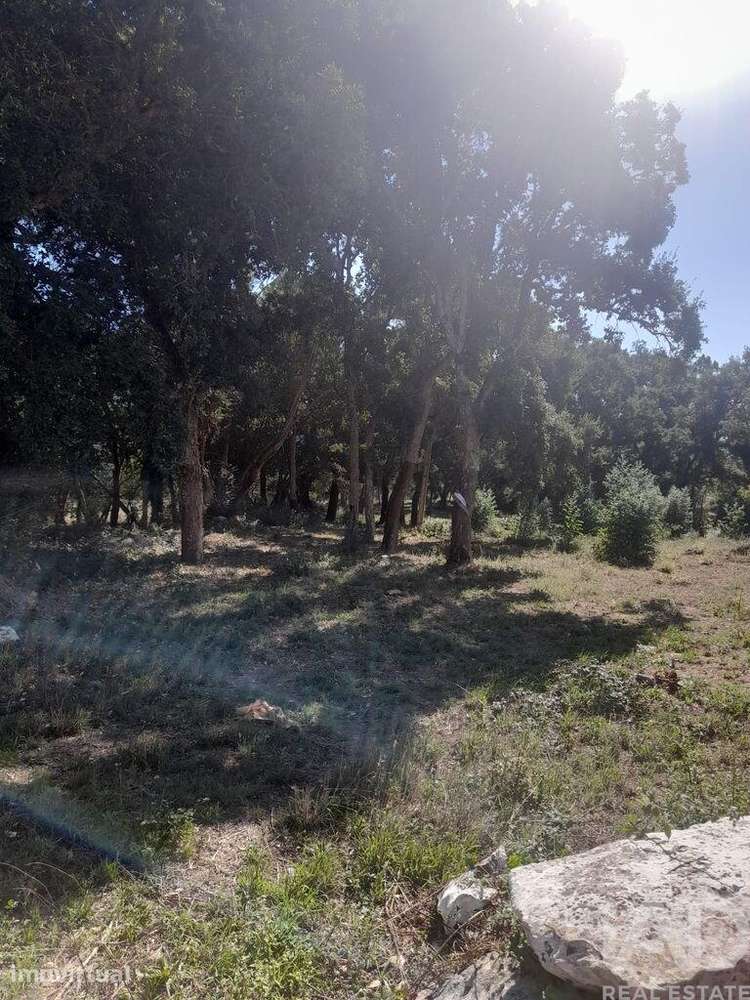 Terreno Agrícola em Aljubarrota - Grande imagem: 4/4
