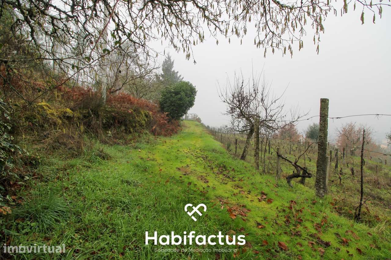 Quintinha  Venda em Fornos de Maceira Dão,Mangualde - Grande imagem: 5/25