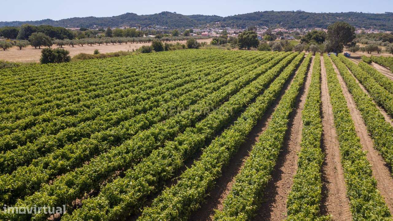 Vinha com 4 hectares, em Palmela, Setúbal - Grande imagem: 5/7