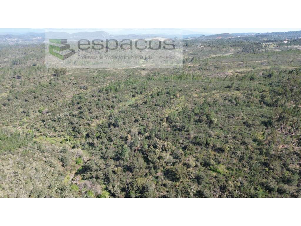 Terreno com azinheiras e pinhal - Salgueiro do Campo - Grande imagem: 3/7